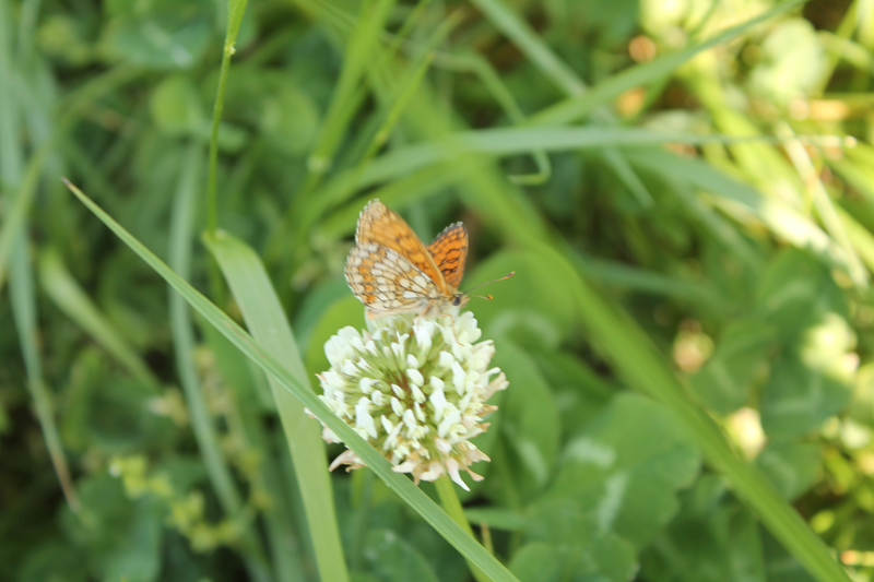 Aiuto identificazione - Melitaea nevadensis, Nymphalidae